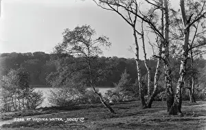 Birch: Tranquil Scene at Virginia Water