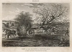 Transplanting: Transplanting a tree