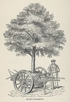 Mcnab: TRANSPLANTING TREES