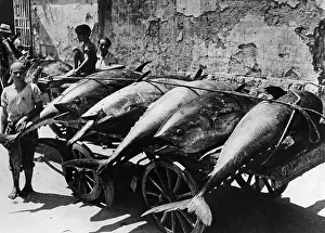 Barrow: Transport of tuna fish in Palermo, 1938