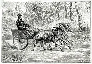 Zebras: TRANSPORT BY ZEBRA