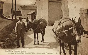 Villager: Transportation in the French Pyrenees - laden pack mules