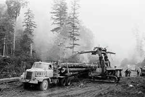 Loaded: Transportation of timber