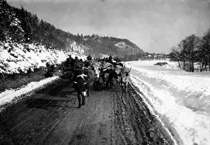Slaughter: Transporting cattle for slaughter, 1917