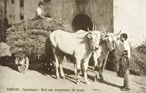 Greve: Transporting corn or wheat - Italy