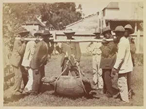 Galapagos: Transporting Giant tortoises