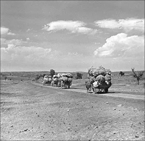 Madhya: Transporting goods in Madhya Pradesh, Central India