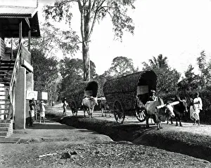 Bullocks: Transporting tea, India