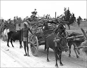 Lumber: Transporting wood - India