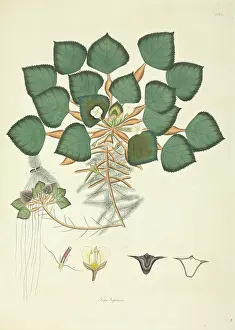 Roxburgh: Trapa natans, var. bispinosa