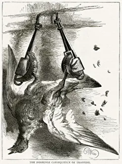 Traps: TRAPPED BIRD
