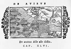 Alle: TRAPPING ALLE ALLE BIRDS