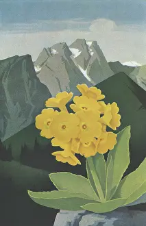 Primulas: Travel poster (Austria)