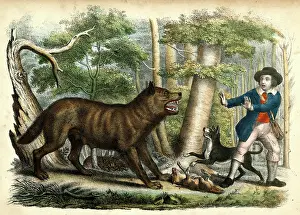 Traveller and dog attacked by a wolf
