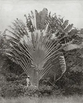 Dwarfed: Traveller's Palm, Jamaica