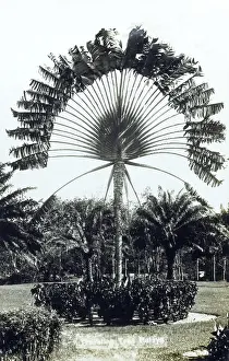 Rainwater: Travellers Palm, Malaysia