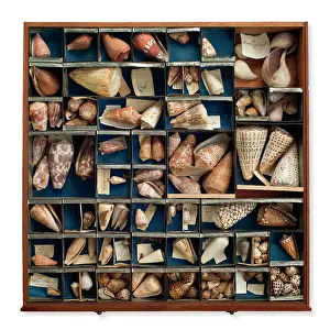Carlsson: Tray of shells