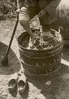 Pitching: Treading grapes, 1933