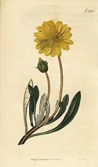 Uniflora: Treasure flower, Gazania rigens