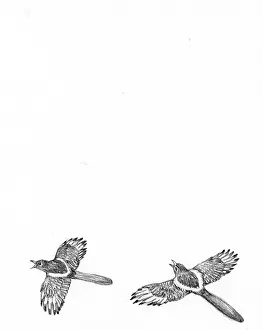Magpies: The Treasure Hunt