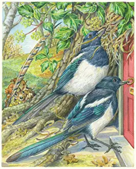 Magpies: The Treasure Hunt