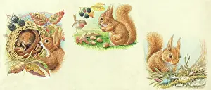 Blackberries: The Treasure Hunt - squirrel and mouse