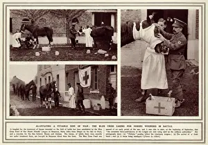 Veterinarian: Treating a wounded horse, 1914