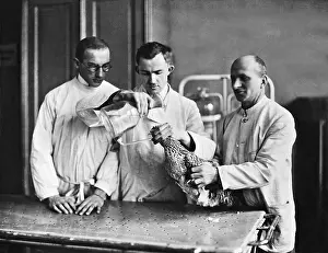 Diseased: The treatment of a chicken, 1922