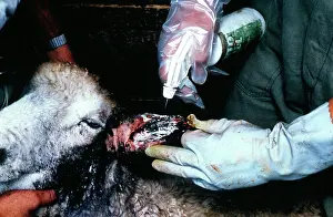 Ovis: Treatment of ear myiasis