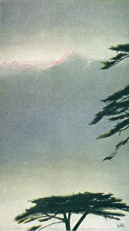Unusually: Tree Top