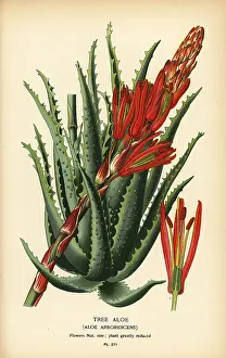 Tree aloe, Aloe arborescens