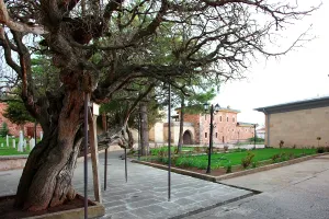 Haci: The tree in front of Balim Sultan Tomb