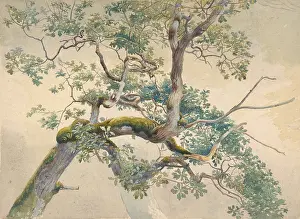 The Liszt Collection: Tree Branches, 1852?1908, Watercolor over graphite
