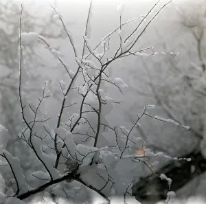 Lacy: Tree branches covered in snow