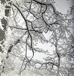 Lacy: Tree branches covered in snow