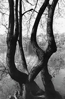 Suggest: Tree branches by pond suggest human forms