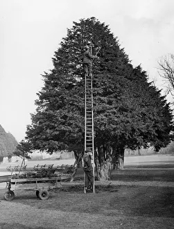 Tree care at Hampton Court