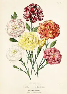 Jeremias: Tree carnation varieties, Dianthus caryophyllus