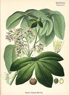 Cassava: Tree cassava, Manihot carthaginensis subsp. glaziovii