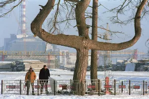 Efforts: Tree contaminated by radiation, 1988
