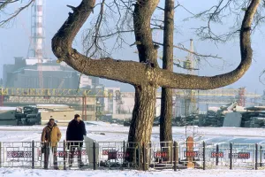 Efforts: Tree contaminated by radiation, 1988