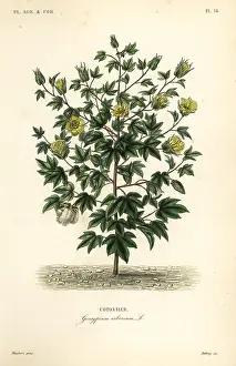 Debray: Tree cotton, Gossypium arboreum