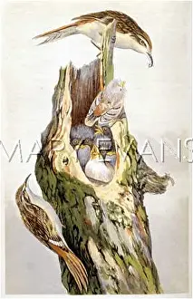 Certhia: TREE-CREEPER (1869)