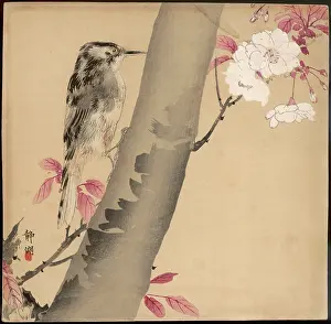 Perches: Tree Creeper on Cherry Blossom Tree