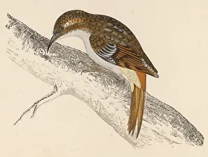 Modest: TREE-CREEPER (MORRIS)