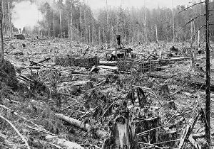 Individually: Tree cutting in the United States, 1926
