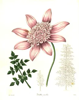 Tree dahlia, Dahlia excelsa