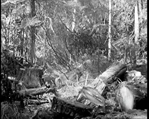 Felled: A Tree Being Felled in a Forest In Canada