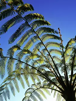 Pteridophyta: Tree fern, Sri Lanka