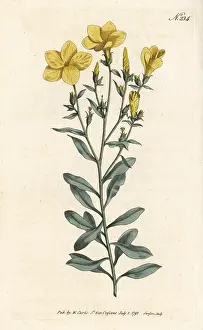 Linum: Tree flax, Linum arboreum